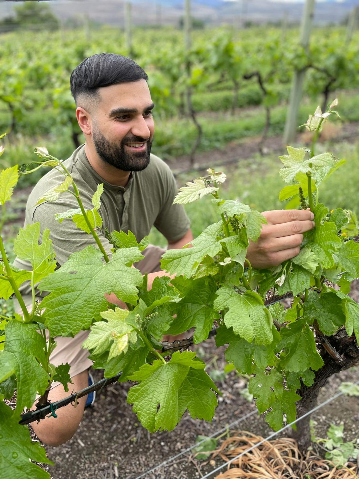 Dr. Sidhu inspects vines at the winery