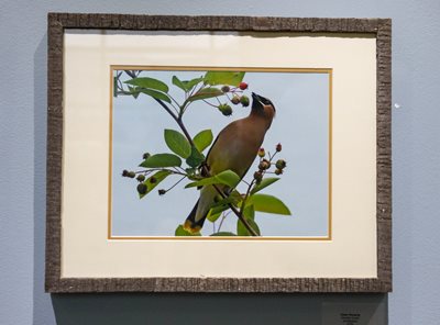 Marietta Dooley wildlife photo