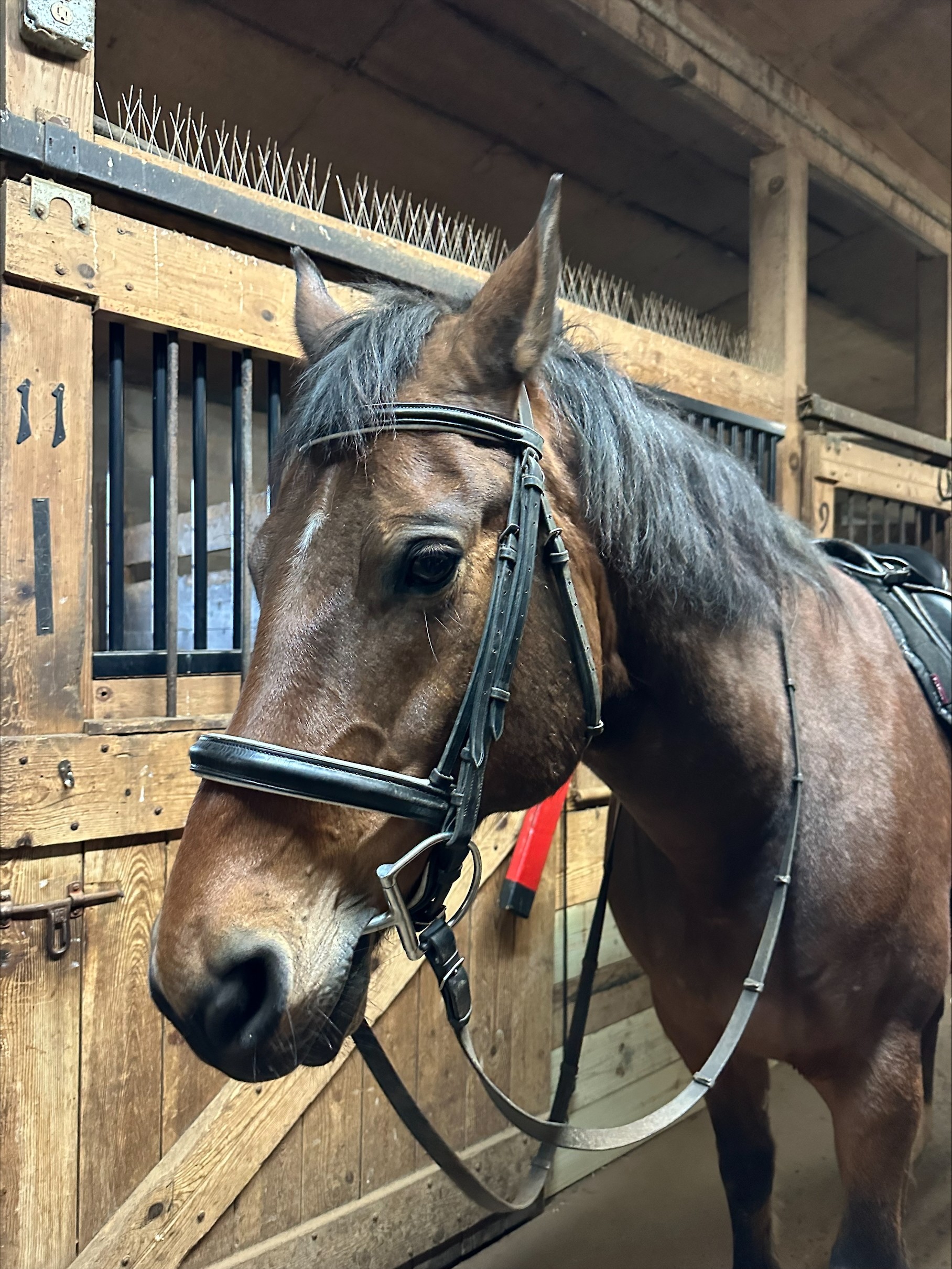One of the Thorncraft Center horses