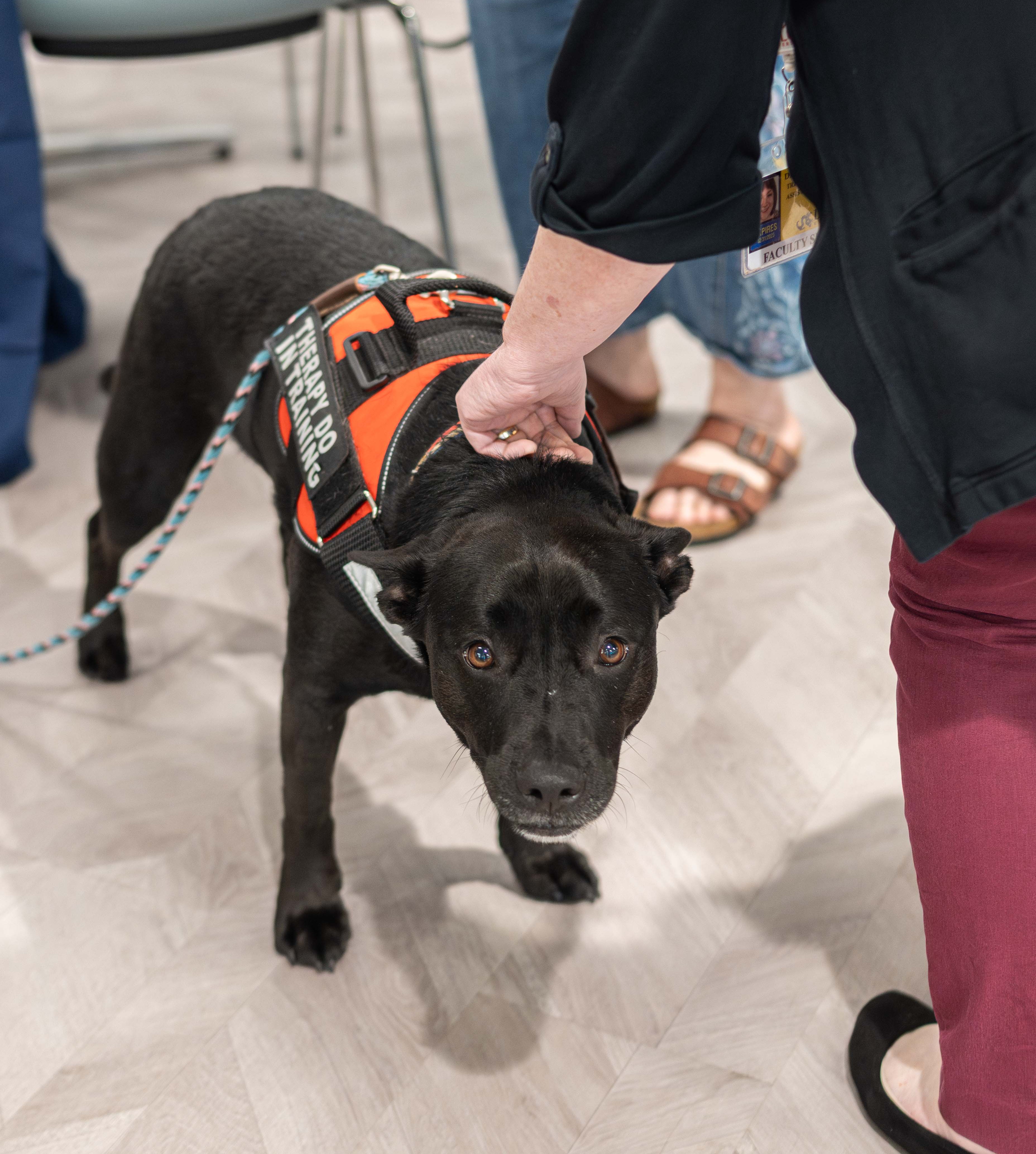 Peppa the SLP therapy dog