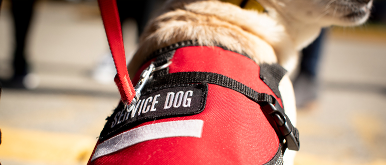 Service dog harness on a service dog