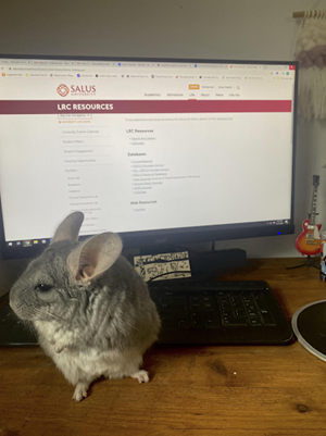 chinchilla at work station