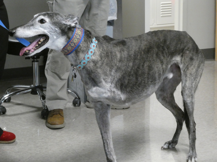 Oliver the three-legged dog pic1