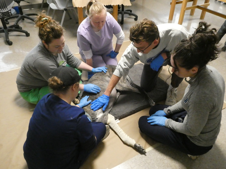 Oliver being examined by O&P students pic2