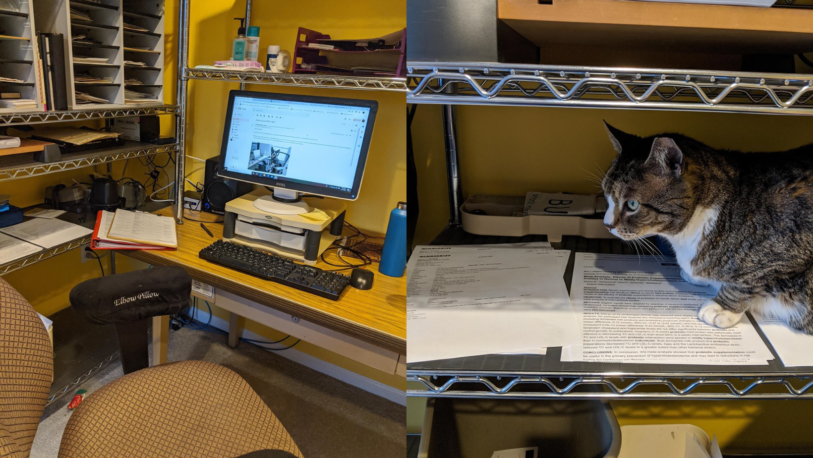 Workstation and cat