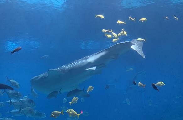 Whale shark