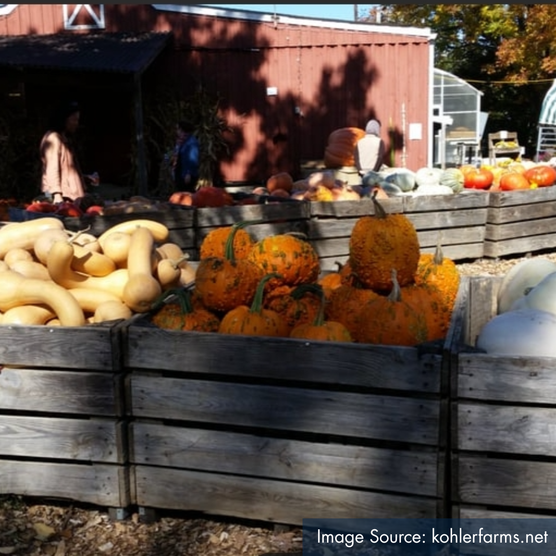 pumpkins on display